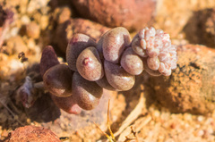 Dudleya brevifolia