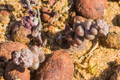 Dudleya brevifolia