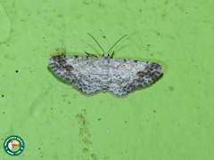 Physocleora