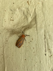 Hypoprepia miniata