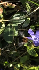 Bombus hypnorum