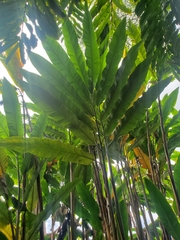 Alpinia boia