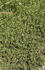 Spergularia bocconei