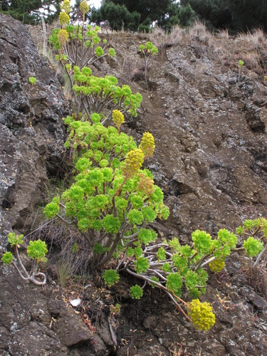 Tree Aeonium