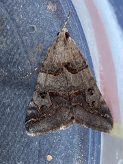 Drasteria ingeniculata