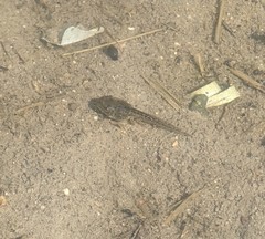 Pseudacris hypochondriaca