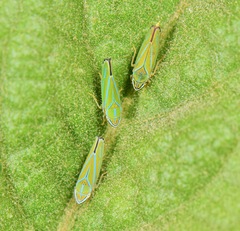 Graphocephala apicata