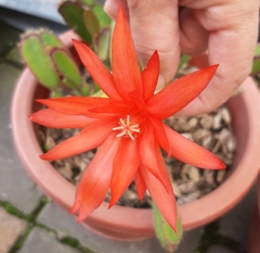 Rhipsalidopsis gaertneri