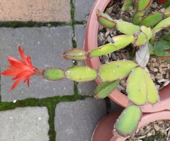 Rhipsalidopsis gaertneri