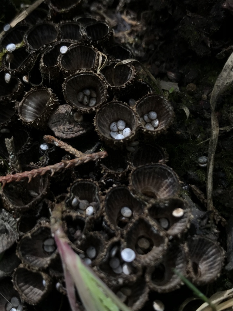 Cyathus striatus · May 2021 · photo: © nbareschu (iNaturalist, cc-by)