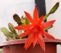 Rhipsalidopsis gaertneri