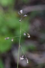 Anthoxanthum australe