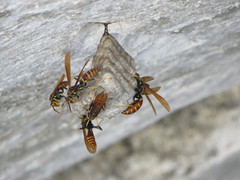 Polistes bahamensis