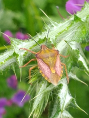 Carpocoris purpureipennis