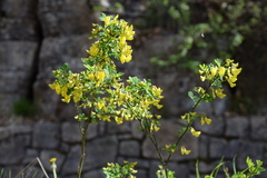 Hippocrepis emerus emerus