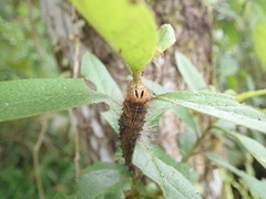 Lymantria xylina