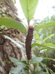 Lymantria xylina