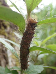Lymantria xylina