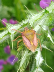Carpocoris purpureipennis