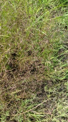 Deschampsia danthonioides