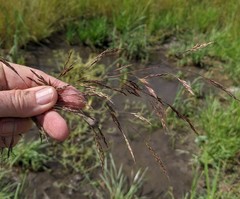 Deschampsia danthonioides