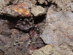 Myrmecina americana