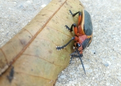 Mecistomela marginata