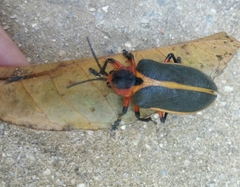 Mecistomela marginata