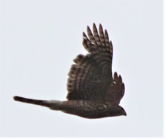 Accipiter cooperii