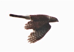 Accipiter cooperii