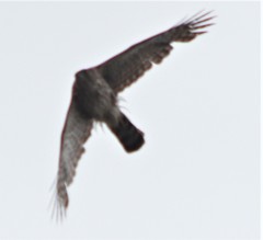 Accipiter cooperii
