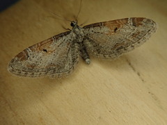 Eupithecia nevadata