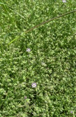 Spergularia bocconei