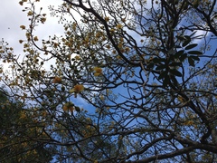 Erythrostemon yucatanensis