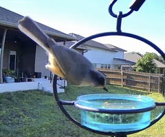 Baeolophus bicolor × atricristatus