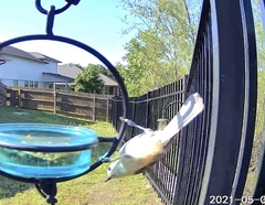 Baeolophus bicolor × atricristatus