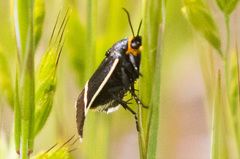 Pseudalypia crotchii