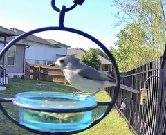 Baeolophus bicolor × atricristatus