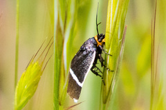 Pseudalypia crotchii