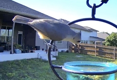 Baeolophus bicolor × atricristatus