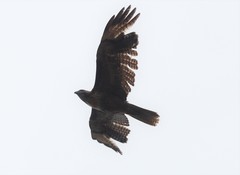 Buteo jamaicensis