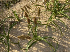 Carex arenaria