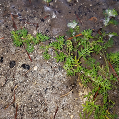 Lepidium didymum image