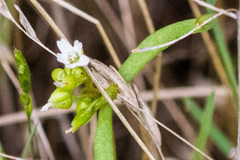 Claytonia parviflora viridis