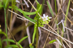 Claytonia parviflora viridis