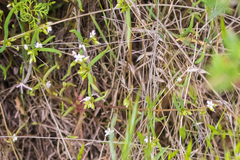 Claytonia parviflora viridis