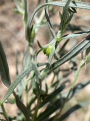 Lithospermum incisum