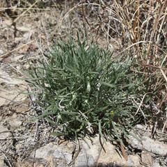 Lithospermum incisum