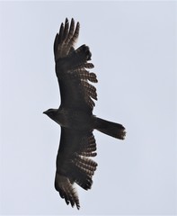 Buteo jamaicensis