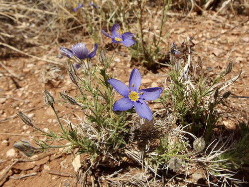 Image of Giliastrum acerosum by (c) Sue Carnahan, some rights reserved (CC BY)